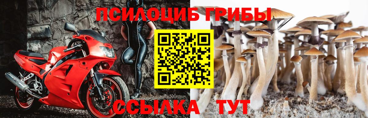 Псилоцибиновые грибы Cubensis Муром